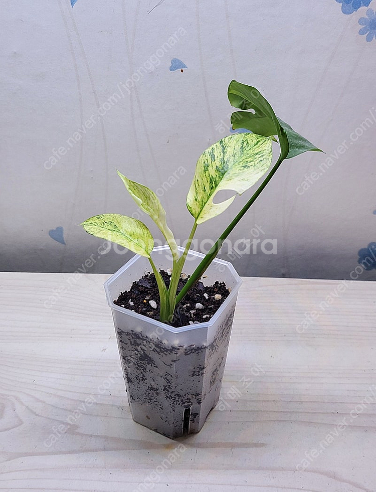 풀민트 히메, 화이트민트 히메, 무늬 히메, 핑크미칸, 마야리 바리에가타 등 여러 희귀식물 분양해요--1